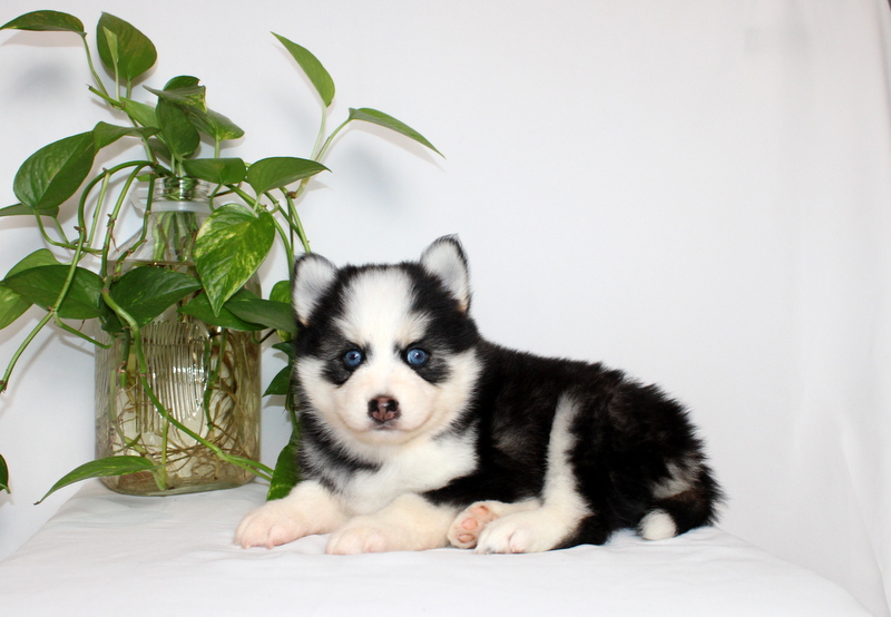 puppy, for, sale, Pomsky, Matthew B. Stoltzfus, dog, breeder, Gap, PA, dog-breeder, puppy-for-sale, forsale, nearby, find, puppyfind, locator, puppylocator, aca